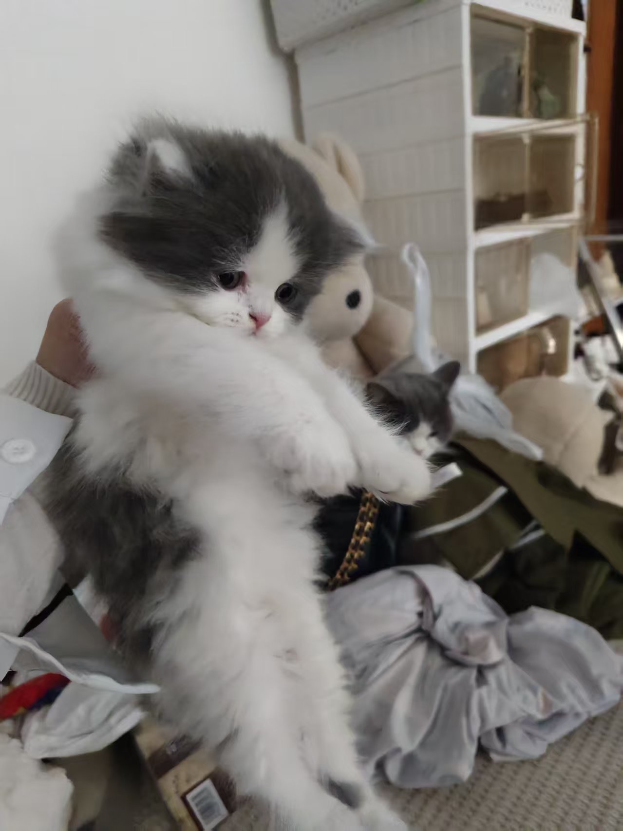 英短蓝白 小长毛 头版特别好 大包子脸 活泼可爱